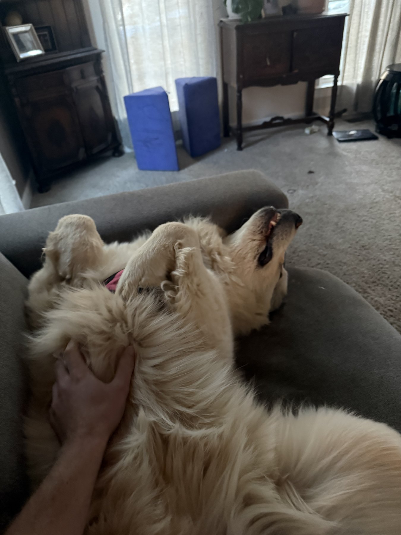 A Great Pyrenees rolled over on the couch getting a belly rub