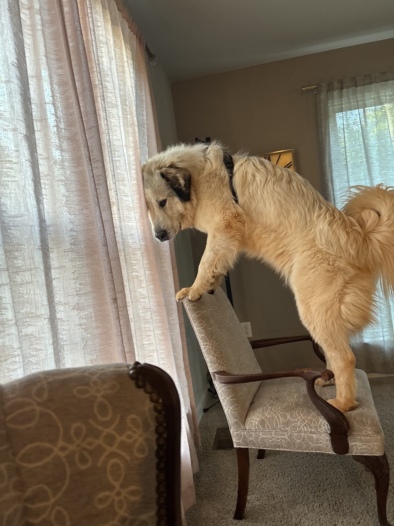 A Great Pyrenees standing on an armchair looking out the window