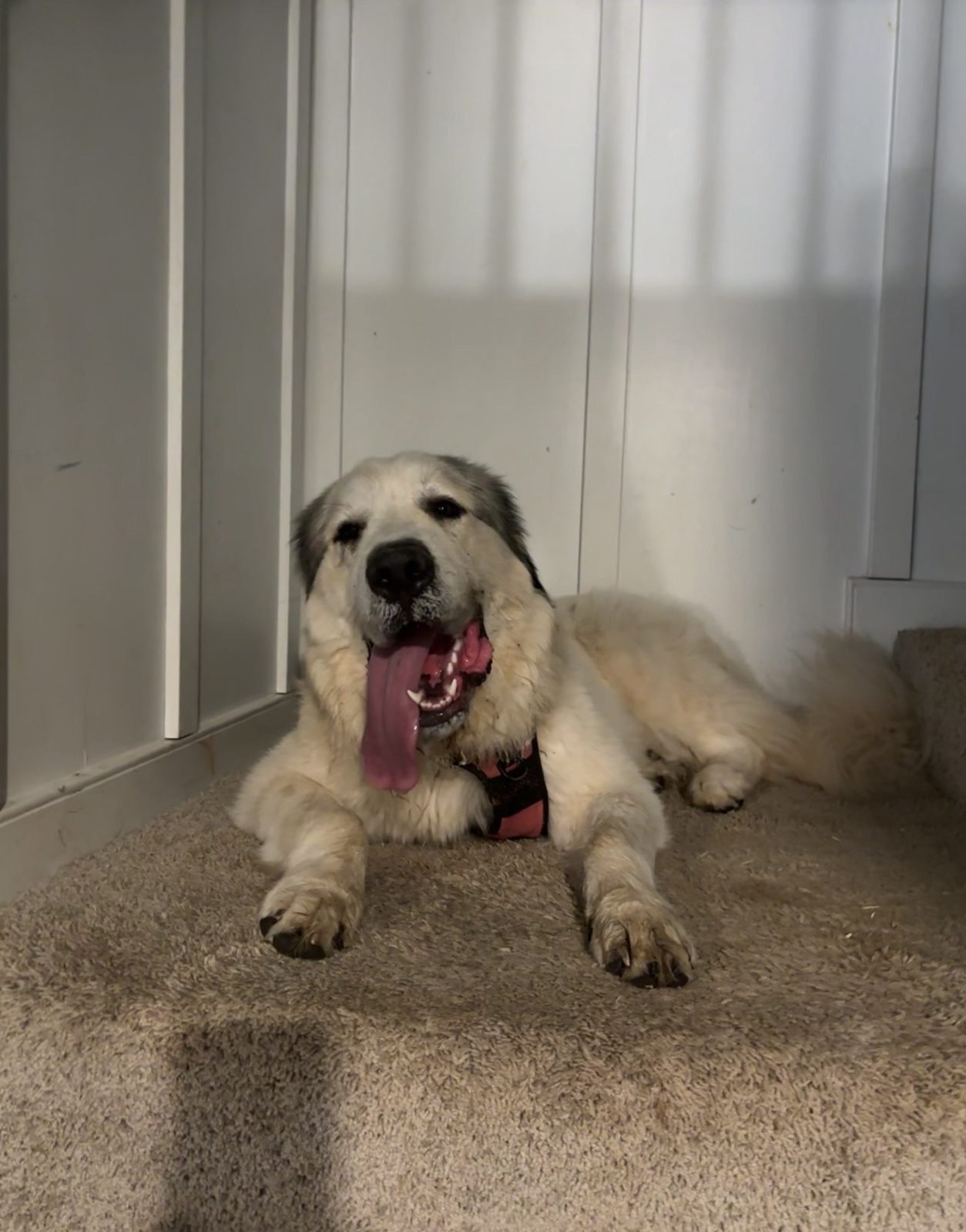 A Great Pyrenees yawning on the carpet, tongue fully out